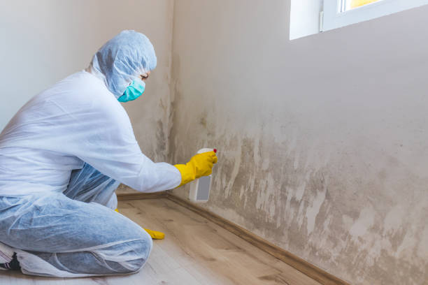Licensed Black Mold Remediation service in Leesburg, VA - Car Mold Remediation