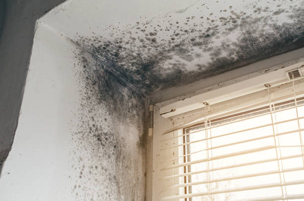 Affordable Black Mold Remediation solutions in Leesburg, VA