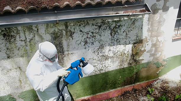 Top rated local Black Mold Remediation specialists in Leesburg, VA